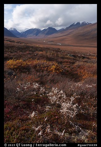 Tundra plants and Inukpasugruk Valley in autumn. Gates of the Arctic National Park (color)