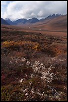 Tundra plants and Inukpasugruk Valley in autumn. Gates of the Arctic National Park ( color)