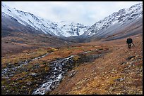 Hiker above stream, Three River Mountain. Gates of the Arctic National Park ( color)