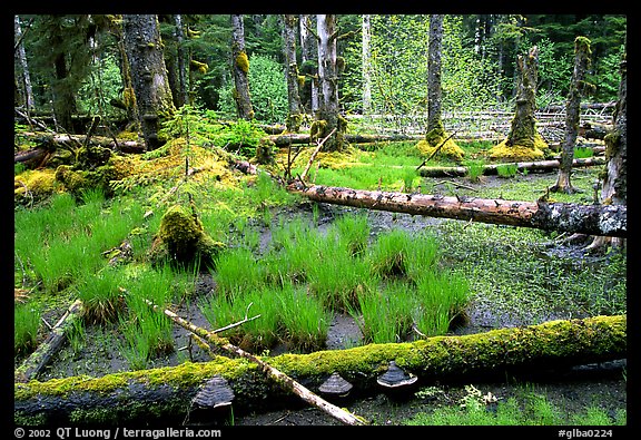 Pond in rainforest, Bartlett Cove. Glacier Bay National Park