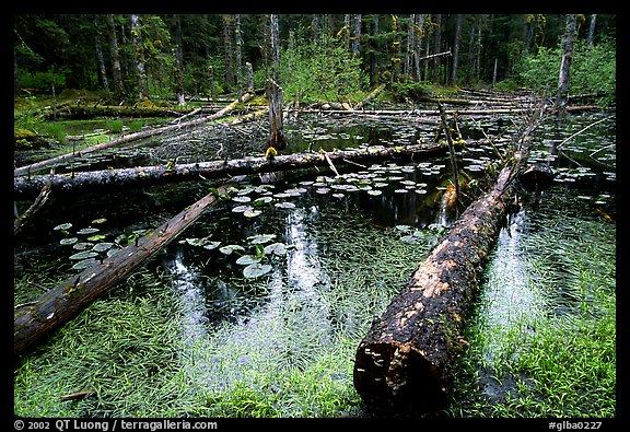 Trunks in rainforest pond, Bartlett Cove. Glacier Bay National Park