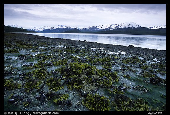 Tidal flats, Muir inlet. Glacier Bay National Park