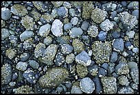 Rocks covered with mussels at low tide, Muir inlet. Glacier Bay National Park, Alaska, USA. (color)