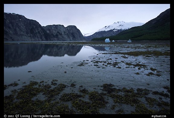 Mud flats above White Thunder ridge, Muir inlet. Glacier Bay National Park, Alaska, USA.