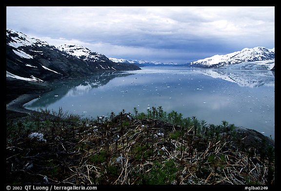 West arm seen from the entrance of John Hopkins inlet. Glacier Bay National Park