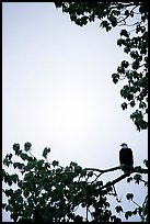 Blad eagle perched on tree branch. Glacier Bay National Park ( color)