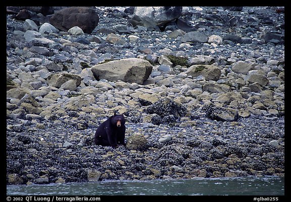 Black bear digging for clams. Glacier Bay National Park, Alaska, USA.