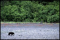 Grizzly bear on beach. Glacier Bay National Park, Alaska, USA. (color)