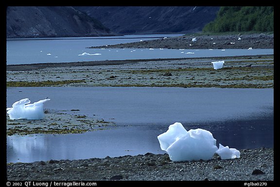 Icebergs and mud flats near Mc Bride glacier. Glacier Bay National Park, Alaska, USA.
