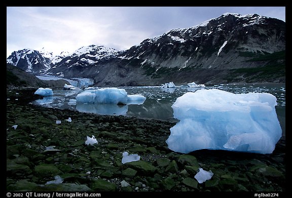 Icebergs and algae-covered rocks, Mc Bride inlet. Glacier Bay National Park