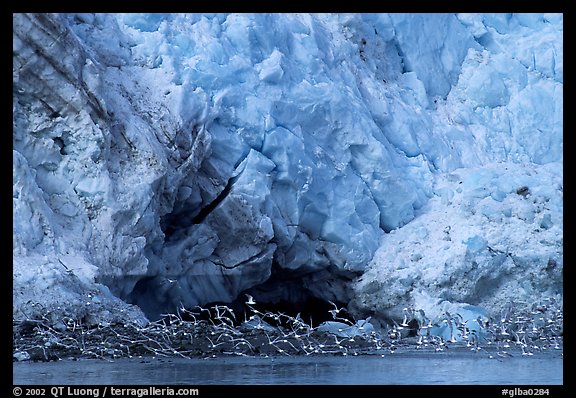 Sea birds at the base of Lamplugh glacier. Glacier Bay National Park, Alaska, USA.