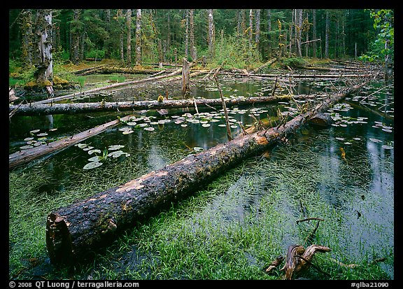 Pond in Rainforest, Bartlett cove. Glacier Bay National Park, Alaska, USA.