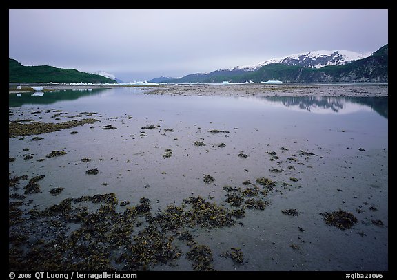 Mud flats near Mc Bride glacier, Muir inlet. Glacier Bay National Park, Alaska, USA.