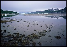 Mud flats near Mc Bride glacier, Muir inlet. Glacier Bay National Park, Alaska, USA. (color)