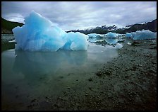 Blue icebergs beached near Mc Bride Glacier. Glacier Bay National Park ( color)
