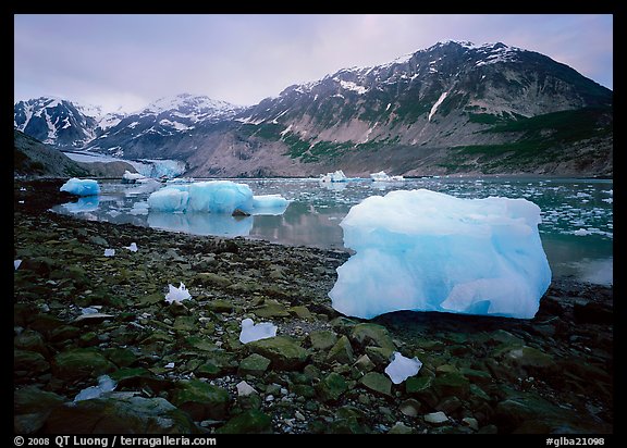 Icebergs and algae-covered rocks, Mc Bride inlet. Glacier Bay National Park, Alaska, USA.