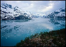 Dwarf plants and John Hopkins inlet. Glacier Bay National Park, Alaska, USA. (color)
