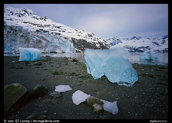 Translucent icebergs at the base of Lamplugh Glacier, morning. Glacier Bay National Park, Alaska, USA.