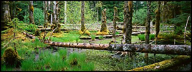 Temperate rainforest scenery. Glacier Bay National Park (Panoramic color)