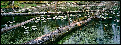 Fallen logs in pond. Glacier Bay National Park (Panoramic color)