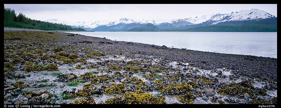Shore with seaweed uncovered by low tide. Glacier Bay National Park, Alaska, USA.