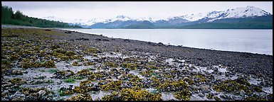 Shore with seaweed uncovered by low tide. Glacier Bay National Park (Panoramic color)