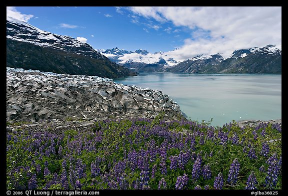 Lupine, Lamplugh glacier, and West Arm. Glacier Bay National Park (color)