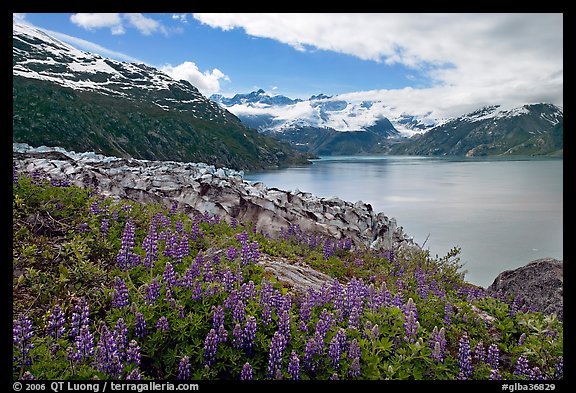 Lupine, Lamplugh glacier, and turquoise bay waters. Glacier Bay National Park (color)