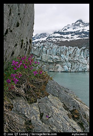 Dwarf fireweed, Lamplugh glacier, and Mt Cooper. Glacier Bay National Park, Alaska, USA.