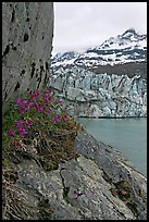 Dwarf fireweed, Lamplugh glacier, and Mt Cooper. Glacier Bay National Park, Alaska, USA. (color)