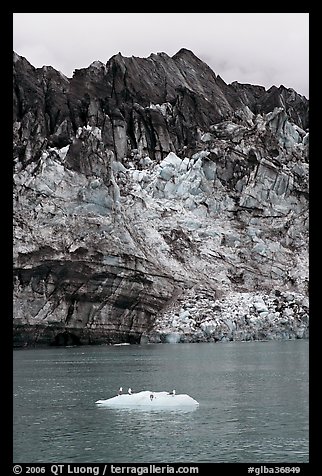 Iceberg, seabirds, and front of Margerie Glacier with black ice. Glacier Bay National Park, Alaska, USA.
