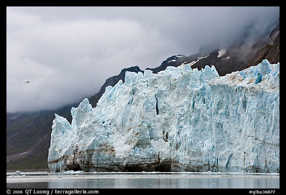 Terminus face of Margerie Glacier. Glacier Bay National Park (color)