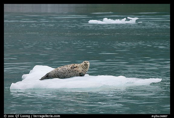 Seal hauled out on iceberg. Glacier Bay National Park, Alaska, USA.