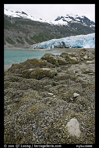 Beach with seaweed exposed at low tide in Reid Inlet. Glacier Bay National Park, Alaska, USA.