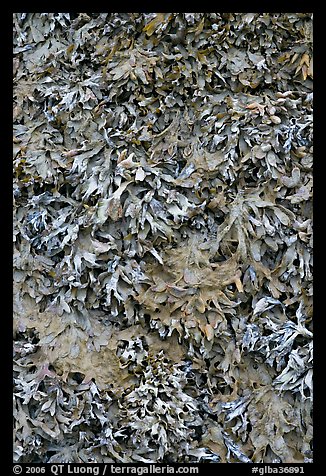 Seaweed close-up. Glacier Bay National Park (color)