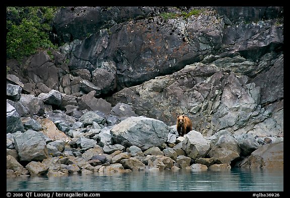 Grizzly bear and boulders by the water. Glacier Bay National Park, Alaska, USA.