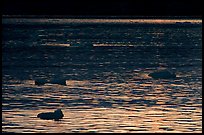 Ripples and icebergs at sunset, Tarr Inlet. Glacier Bay National Park ( color)