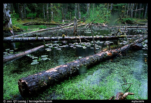 Pond in Rainforest, Bartlett cove. Glacier Bay National Park