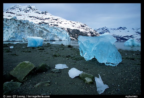 Translucent icebergs at the base of Lamplugh Glacier, morning. Glacier Bay National Park