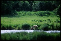 Brown bears in Brooks river. Katmai National Park ( color)