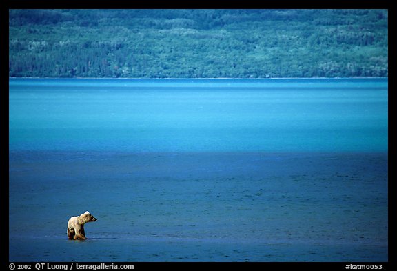 Brown bear in shallows waters of Naknek lake. Katmai National Park (color)
