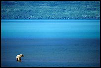 Brown bear in shallows waters of Naknek lake. Katmai National Park, Alaska, USA.