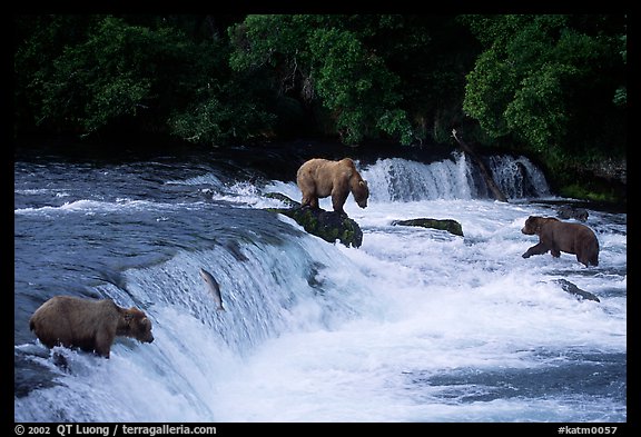 Overview of Brown bears fishing at the Brooks falls. Katmai National Park, Alaska, USA.