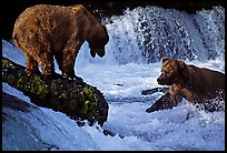 Brown bears fishing at the Brooks falls. Katmai National Park, Alaska, USA. (color)
