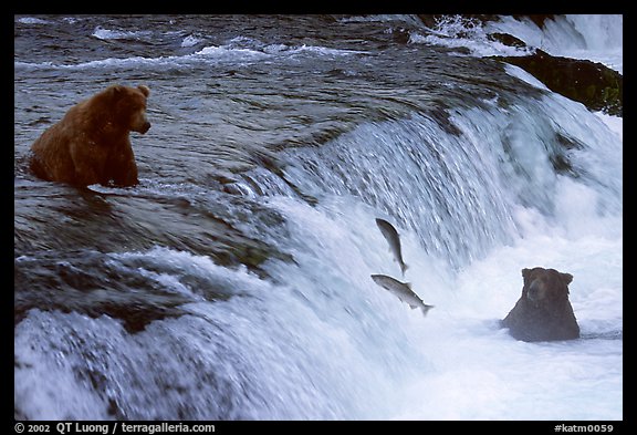 Salmon leaping and Brown bears fishing at the Brooks falls. Katmai National Park, Alaska, USA.