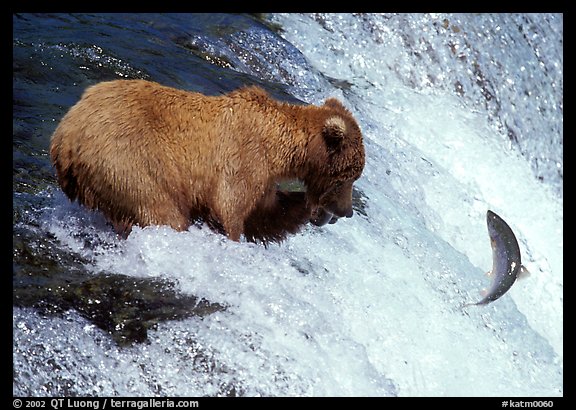 Alaskan Brown bear trying to catch leaping salmon at Brooks falls. Katmai National Park, Alaska, USA.