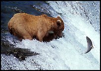 Alaskan Brown bear trying to catch leaping salmon at Brooks falls. Katmai National Park, Alaska, USA. (color)