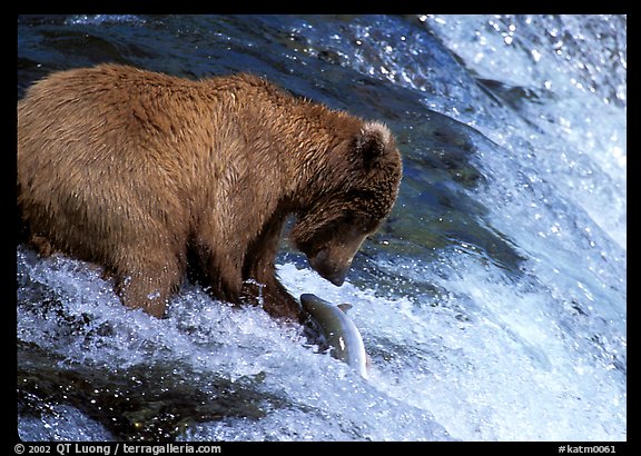 Brown bear (Ursus arctos) catching leaping salmon at Brooks falls. Katmai National Park, Alaska, USA.