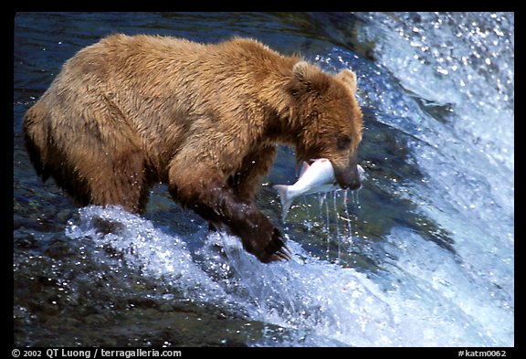 Alaskan Brown bear catching leaping salmon at Brooks falls. Katmai National Park (color)