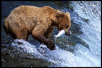 Alaskan Brown bear catching leaping salmon at Brooks falls. Katmai National Park, Alaska, USA. (color)